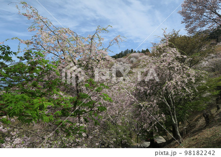 吉野　桜 98182242