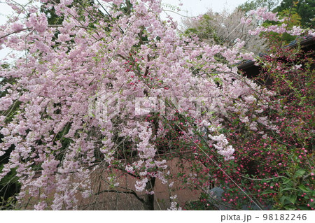 吉野 桜 吉野 桜 98182246