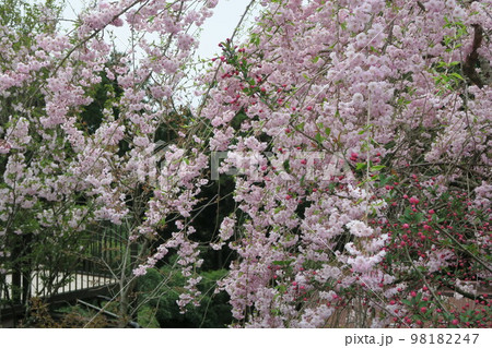 吉野　桜 98182247