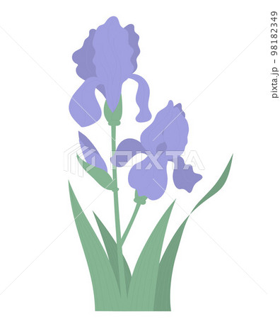 Flower blooming iris with bud and leaves. Vector illustration. Beautiful purple summer garden flower for design, decoration and printing 98182349