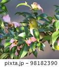 ツバキの花とメジロ 98182390