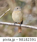 木の上の可愛いジョウビタキ 98182391
