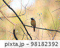 木の上の可愛いジョウビタキ 98182392