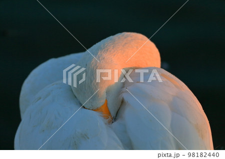 眠る白鳥　イメージ 98182440