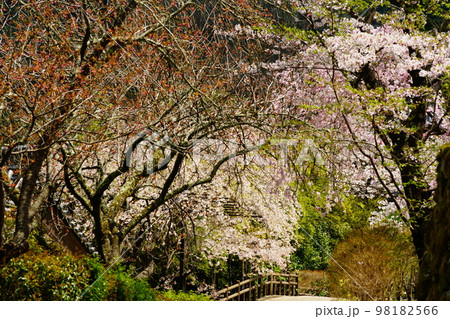 長谷寺　桜 98182566
