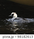 水辺を優雅に泳ぐパンダみたいな鳥、ミコアイサ 98182613
