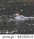 水辺を優雅に泳ぐミコアイサの雌 98182614