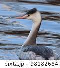 水辺を優雅に泳ぐカンムリカイツブリ 98182684