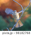 木の上で羽ばたくジョウビタキ 98182768