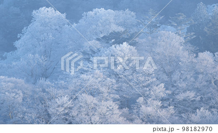 冬の絶景　凍り付く森 98182970