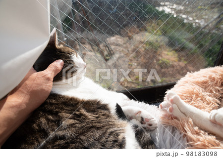猫を撫でる キジトラ猫 猫を撫でる キジトラ猫 98183098