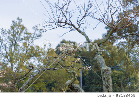 20230113奈良公園にて 薄雲が広がりだした空を背景にぽつんと咲く梅の花 20230113奈良公園にて 薄雲が広がりだした空を背景にぽつんと咲く梅の花 98183459