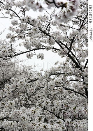 最近のソメイヨシノの花は白いですね 最近のソメイヨシノの花は白いですね 98184292