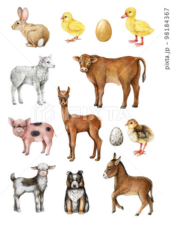 Farm animals and birds hand drawn illustration vintage style set. Cow, pig, sheep, goat, chicken, duck farm domestic animals big collection. Cute piglet, chick, lamb, donkey, bunny. White background 98184367