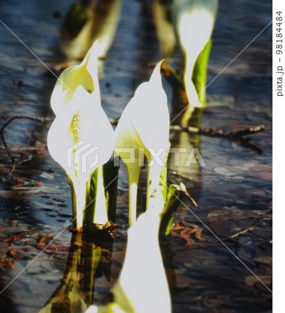 春の陽ざしを浴びて咲く水芭蕉 春の陽ざしを浴びて咲く水芭蕉 98184484