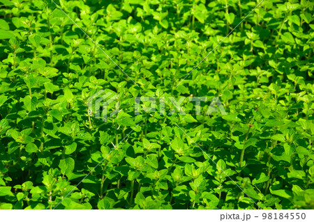 オレガノ 98184550