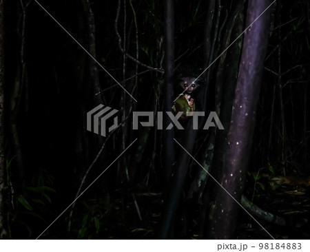 Night portrait of Daubentonia madagascariensis aka Aye-Aye lemur, Atsinanana region, Madagascar 98184883