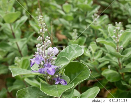 瀬戸内海　海辺の植物　ハマゴウ（浜栲、Vitex rotundifolia） 98185133