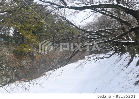 名古屋城の正門付近から見た雪景色 98185201