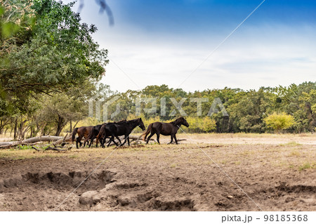 Beautiful brown wild horses Beautiful brown wild horses 98185368