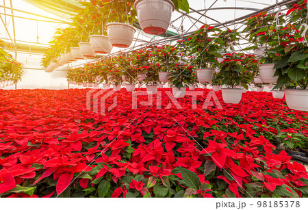 Flowering red poinsettia plants Flowering red poinsettia plants 98185378