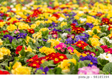 Primroses in plant nursery Primroses in plant nursery 98185394