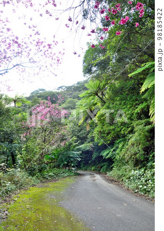 奄美大島　安木屋場農道のヒカンザクラ 98185422