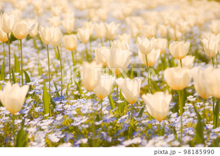 チューリップとネモフィラの花壇 チューリップとネモフィラの花壇 98185990