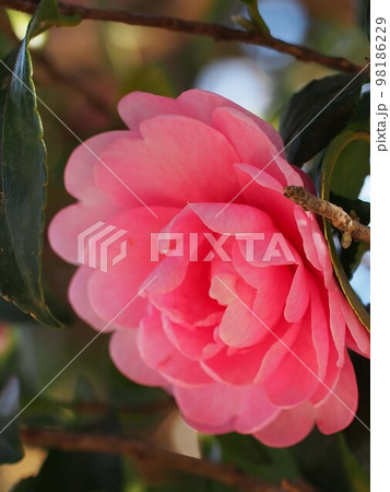 ピンクのカンツバキ(オトメサザンカ;乙女山茶花) ピンクのカンツバキ(オトメサザンカ;乙女山茶花) 98186229