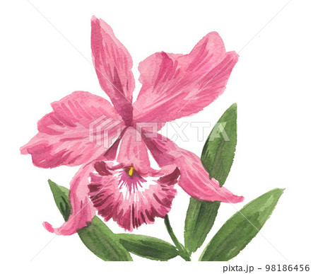 orchid23113pix7 98186456