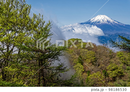 新緑の丹沢・鍋割山稜から見る残雪の富士山 98186530