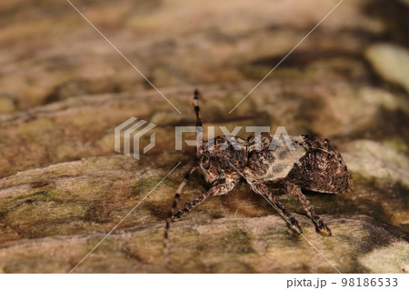 生き物　昆虫　ナカジロサビカミキリ、木肌にそっくりな色合い。見事な保護色 98186533