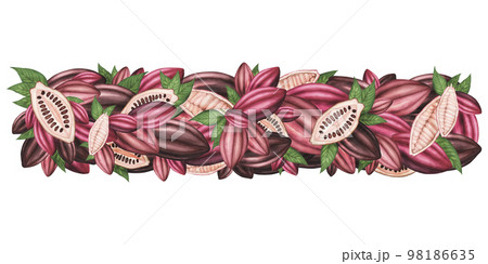 Garland border with Ripe Cocoa pod with beans isolated. Watercolor borders. Illustration for packaging, menu, poster 98186635