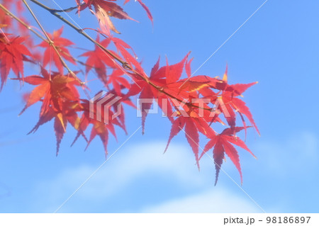 紅葉と晴天の空 紅葉と晴天の空 98186897