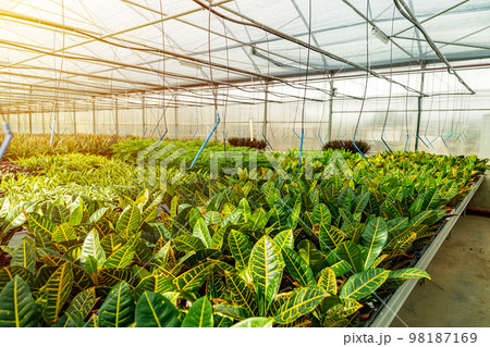 Modern large greenhouse Modern large greenhouse 98187169