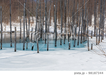 氷が溶け始めた青い池 美瑛町 氷が溶け始めた青い池 美瑛町 98187344