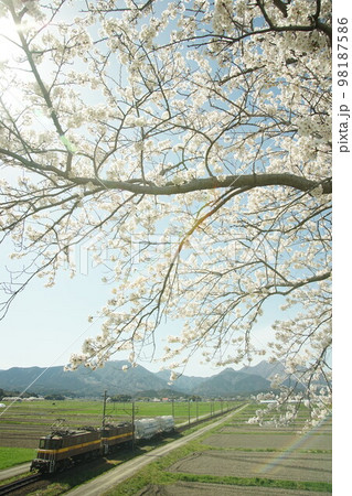 桜咲く春の三岐鉄道・三岐線を走るED45重連貨物列車 98187586