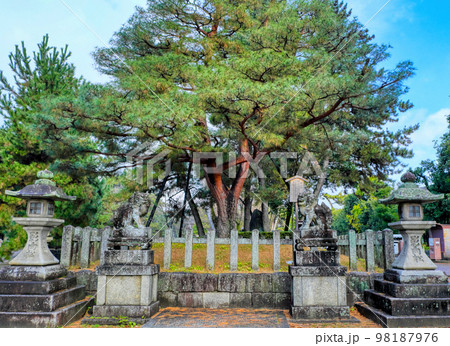 京都、北野天満宮の影向松 京都、北野天満宮の影向松 98187976