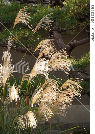 ススキと松 98188265