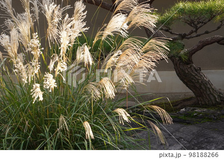 ススキと松 98188266