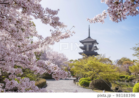 桜の花と五重塔　春の東寺　京都観光スポット　春爛漫 98188396