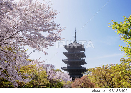桜の花と五重塔　春の東寺　京都観光スポット　春爛漫 98188402