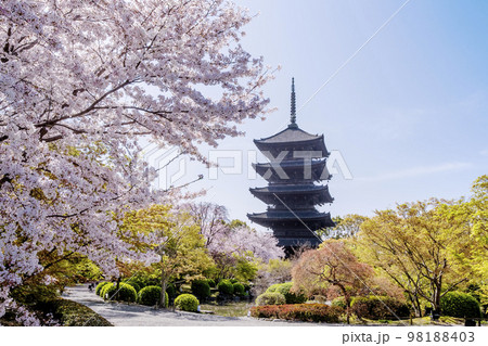 桜の花と五重塔 春の東寺 京都観光スポット 春爛漫 桜の花と五重塔 春の東寺 京都観光スポット 春爛漫 98188403