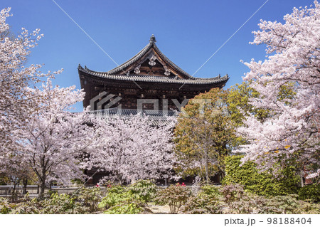春の東寺　桜の花と金堂　京都観光スポット　春爛漫 98188404