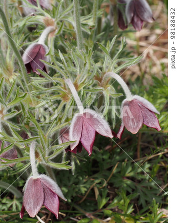 オキナグサの花 学名: Pulsatilla cernua オキナグサの花 学名: Pulsatilla cernua 98188432