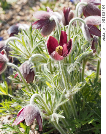 オキナグサの花 学名: Pulsatilla cernua オキナグサの花 学名: Pulsatilla cernua 98188434