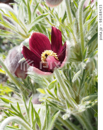 オキナグサの花 学名: Pulsatilla cernua オキナグサの花 学名: Pulsatilla cernua 98188435