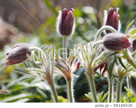 オキナグサの花 学名: Pulsatilla cernua オキナグサの花 学名: Pulsatilla cernua 98188436