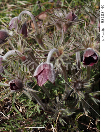 オキナグサの花 学名: Pulsatilla cernua オキナグサの花 学名: Pulsatilla cernua 98188440