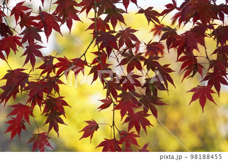 黄葉を背景に紅葉 98188455